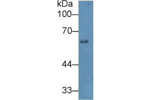 Detection antibody from the kit in WB with Positive Control:  Sample Mouse skin lysate.