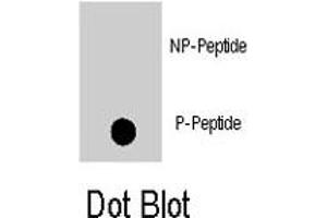 Dot blot analysis of MAPK8 (phospho T183) polyclonal antibody  on nitrocellulose membrane. (JNK anticorps  (pThr183))