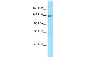 Western Blotting (WB) image for anti-NLR Family, CARD Domain Containing 5 (NLRC5) (N-Term) antibody (ABIN2788463)