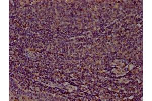 IHC image of ABIN7160185 diluted at 1:100 and staining in paraffin-embedded human tonsil tissue performed on a Leica BondTM system.