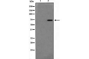 Western blot analysis on Jurkat cell lysate using DUSP16 Antibody,The lane on the left is treated with the antigen-specific peptide. (DUSP16 anticorps  (Internal Region))