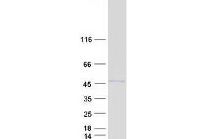 Validation with Western Blot