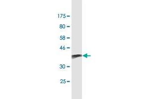 Western Blot detection against Immunogen (38.
