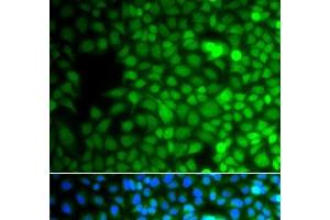 Immunofluorescence analysis of A549 cells using ZNF195 Polyclonal Antibody (ZNF195 anticorps)