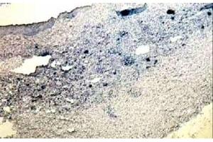 ABIN184593 overnight staining at 10ug/ml on 4%PFA-fixed mouse thymus.