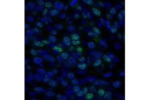 Immunofluorescence (IF) image for anti-Histone Deacetylase 1 (HDAC1) (C-Term) antibody (ABIN7448972)