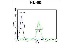 Flow cytometric analysis of HL-60 cells (right histogram) compared to a negative control cell (left histogram). (NOS1AP anticorps  (AA 437-466))