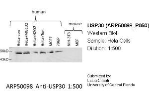 Western Blotting (WB) image for anti-Ubiquitin Specific Peptidase 30 (Usp30) (Middle Region) antibody (ABIN2773957) (Usp30 anticorps  (Middle Region))