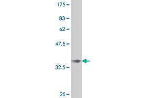 Western Blot detection against Immunogen (35.