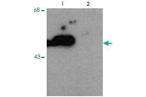Western blot of HEK293 cells transfected with PARK2 WT (Phospho) and PARK2 S101 mutant (non-phospho) showing the phospho-specific immunolabeling of the ~ 52 k parkin protein. (Parkin anticorps  (pSer101))