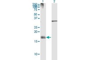 Western Blot analysis of NRG4 expression in transfected 293T cell line by NRG4 MaxPab polyclonal antibody. (Neuregulin 4 anticorps  (AA 1-115))