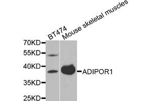 Western blot analysis of extracts of various cell lines, using ADIPOR1 antibody (ABIN5970705) at 1/1000 dilution. (Adiponectin Receptor 1 anticorps)