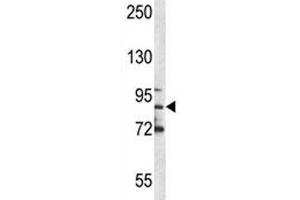 MPO antibody western blot analysis in NCI-H460 lysate.