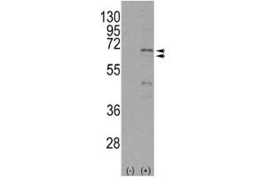 Western blot analysis of NUR77 antibody and 293 cell lysate either nontransfected (Lane 1) or transiently transfected with the NR4A1 gene (2). (NR4A1 anticorps  (AA 329-358))