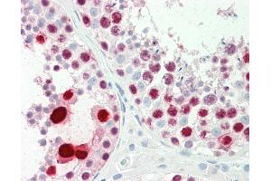 Anti-LFNG / Lunatic Fringe antibody IHC staining of human testis. (LFNG anticorps  (AA 74-123))