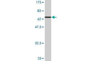 Western Blot detection against Immunogen (73.