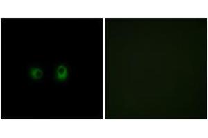 Immunofluorescence analysis of COS7 cells, using OR2AK2 Antibody. (OR2AK2 anticorps  (AA 241-290))