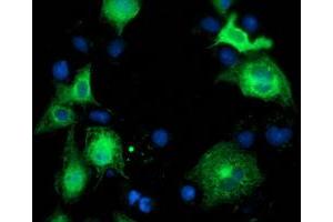 Immunofluorescence (IF) image for anti-Beclin 1, Autophagy Related (BECN1) antibody (ABIN1496869) (Beclin 1 anticorps)