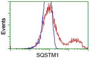 Image no. 3 for anti-Sequestosome 1 (SQSTM1) antibody (ABIN1499987) (SQSTM1 anticorps)
