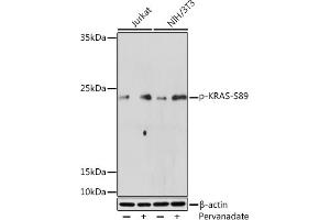 Western blot analysis of extracts of various cell lines, using Phospho-KRAS-S89 Rabbit pAb (ABIN7267530) at 1:500 dilution.