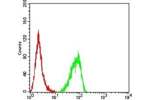 Flow cytometric analysis of Hela cells using RBBP7 mouse mAb (green) and negative control (red).