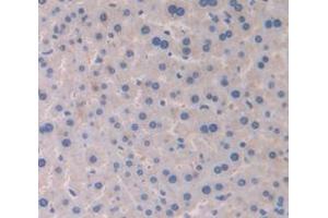 IHC-P analysis of Mouse Tissue, with DAB staining. (CYP2E1 anticorps  (AA 34-273))