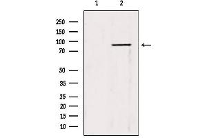 Western blot analysis of extracts from 3T3, using TRIM9 antibody. (TRIM9 anticorps  (N-Term))