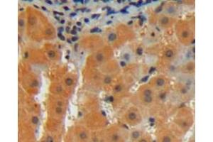 Used in DAB staining on fromalin fixed paraffin- embedded liver tissue
