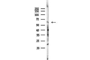anti-Syntrophin, gamma 2 (SNTG2) antibody