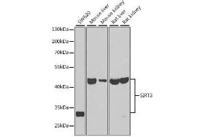 Western blot analysis of extracts of various cell lines, using SIRT3 antibody. (SIRT3 anticorps  (C-Term))