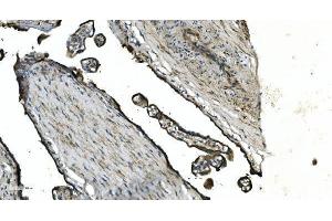 IHC analysis of GNG4 using anti-GNG4 antibody (ABIN7599461).