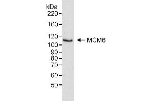 Western Blotting (WB) image for anti-Minichromosome Maintenance Complex Component 6 (MCM6) (C-Term) antibody (ABIN7453531) (MCM6 anticorps  (C-Term))