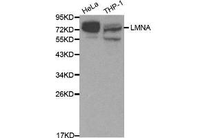 Western blot analysis of extracts of various cell lines, using LMNA antibody. (Lamin A/C anticorps  (AA 403-572))