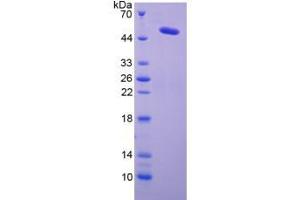 SDS-PAGE analysis of Human Lysyl Oxidase Protein. (LOX Protéine)