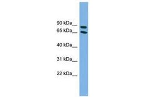 Image no. 1 for anti-Disabled Homolog 1 (Drosophila) (DAB1) (C-Term) antibody (ABIN6743635) (DAB1 anticorps  (C-Term))