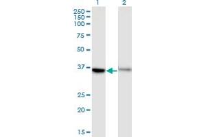 Western Blot analysis of GPR84 expression in transfected 293T cell line by GPR84 monoclonal antibody (M03), clone 1D9. (GPR84 anticorps  (AA 208-316))