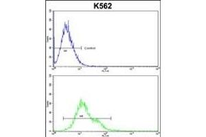 PLCB2 Antibody (N-term) (ABIN653200 and ABIN2842746) flow cytometric analysis of k562 cells (bottom histogram) compared to a negative control cell (top histogram).