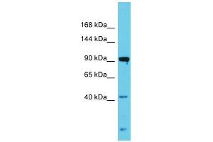 Host:  Rabbit  Target Name:  Nlgn3  Sample Type:  Rat Testis lysates  Antibody Dilution:  1. (Neuroligin 3 anticorps  (N-Term))