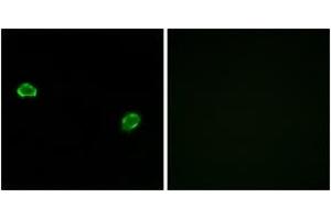 Immunofluorescence analysis of MCF7 cells, using OR5M3 Antibody. (OR5M3 anticorps  (AA 53-102))