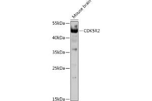 Western blot analysis of extracts of Mouse brain, using CDK5R2 antibody (ABIN7266593) at 1:1000 dilution. (CDK5R2 anticorps  (AA 170-310))