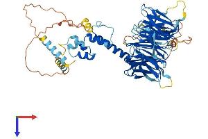 AlphaFold protein structure predicition of Human Recombinant FBXW8 Protein, UniprotID Q8N3Y1