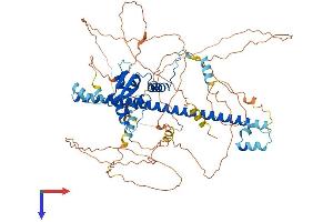 AlphaFold protein structure predicition of Human Recombinant BACH1 Protein, UniprotID O14867