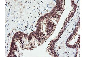 Image no. 4 for anti-Proteasome Subunit alpha 4 (PSMA4) antibody (ABIN1500459)