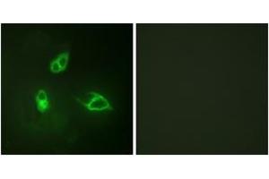 Immunofluorescence (IF) image for anti-Chemokine (C-X-C Motif) Receptor 2 (CXCR2) (AA 311-360) antibody (ABIN2888886) (CXCR2 anticorps  (AA 311-360))