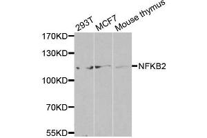 Western blot analysis of extracts of various cell lines, using NFKB2 antibody.