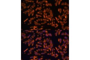 Immunofluorescence analysis of U-2 OS cells using PRX antibody (ABIN7269215) at dilution of 1:100.