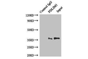 Immunoprecipitating PDLIM1 in HepG2 whole cell lysate Lane 1: Rabbit control IgG instead of (1 μg) instead of ABIN7162721 in HepG2 whole cell lysate.