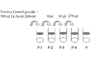 This picture shows the preparation of the positive control. (MEK1 Kit ELISA)