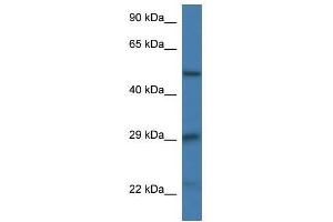 Western Blot showing Gfap antibody used at a concentration of 1. (GFAP anticorps  (N-Term))