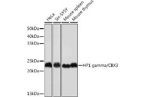 Western blot analysis of extracts of various cell lines, using HP1 gamma/CBX3 Rabbit mAb (ABIN1679484, ABIN3018775, ABIN3018776 and ABIN7101659) at 1:1000 dilution. (CBX3 anticorps)